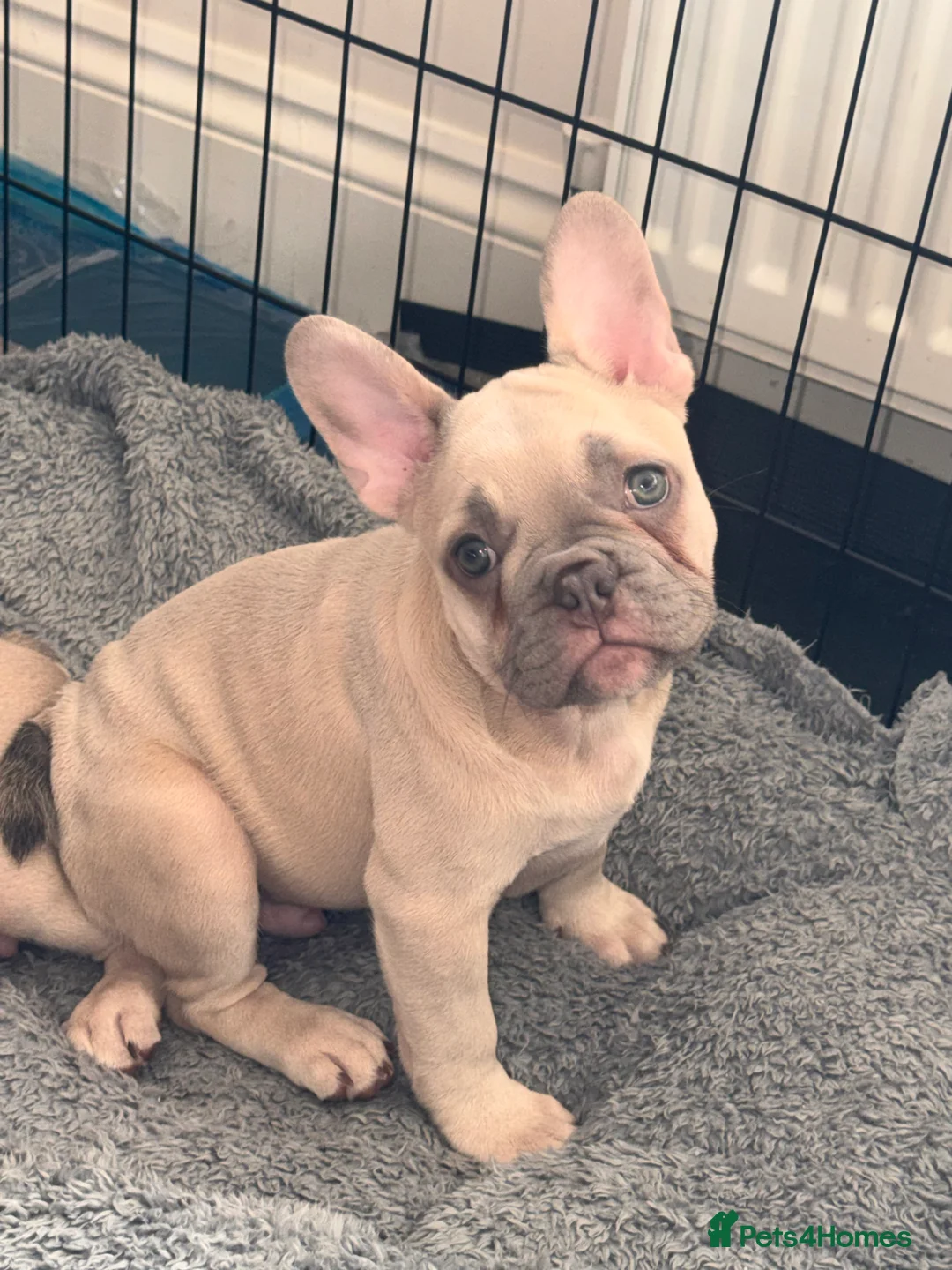 French Bulldog dogs for sale: KC French Bulldog Boys – Fully Vaccinated - Advert 2