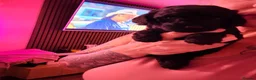 Cockapoo dogs for sale: Stunning fb1 cockapoos - last two left !!  - Advert 6