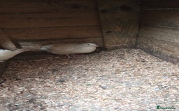 Quail poultry for sale: White jumbo quail - Image 2