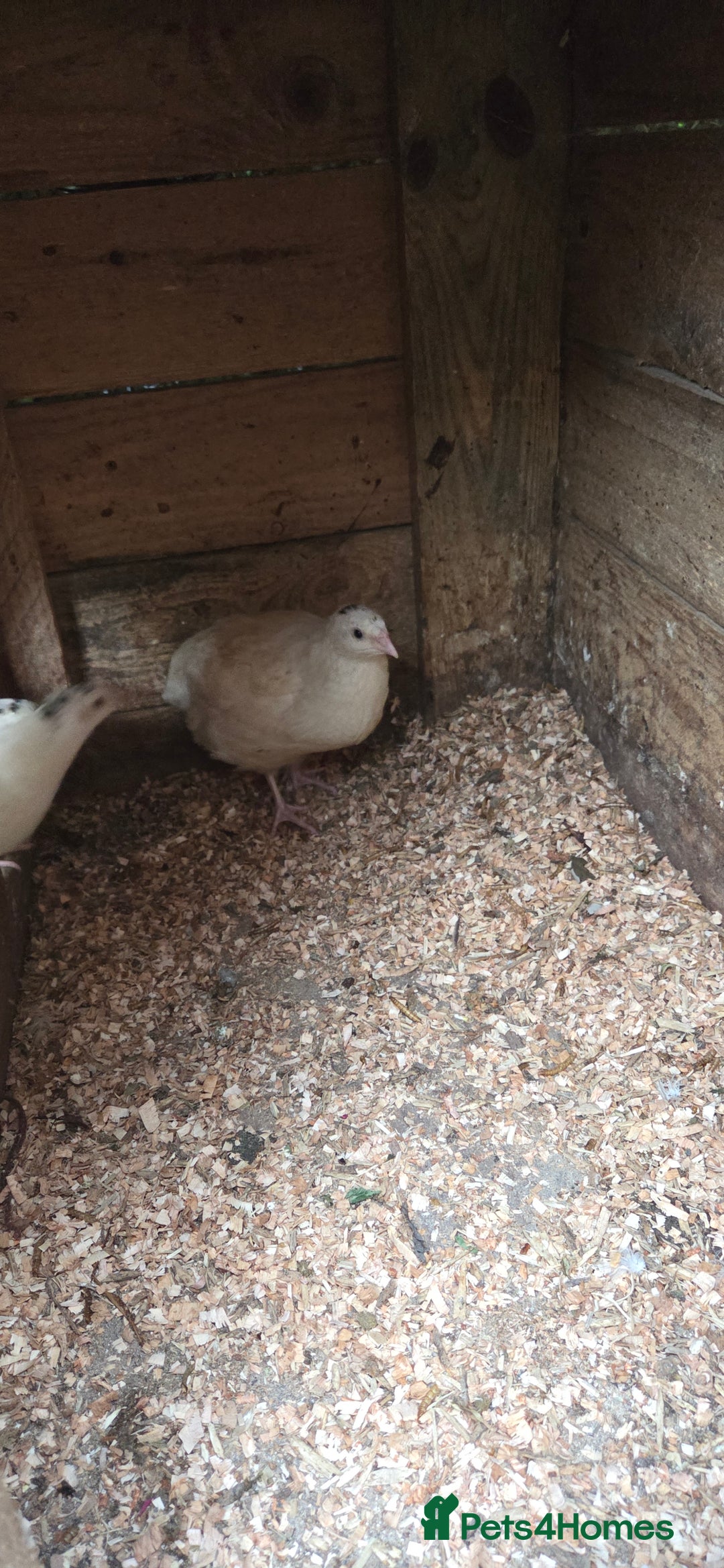 Quail poultry for sale: White jumbo quail - Image 2