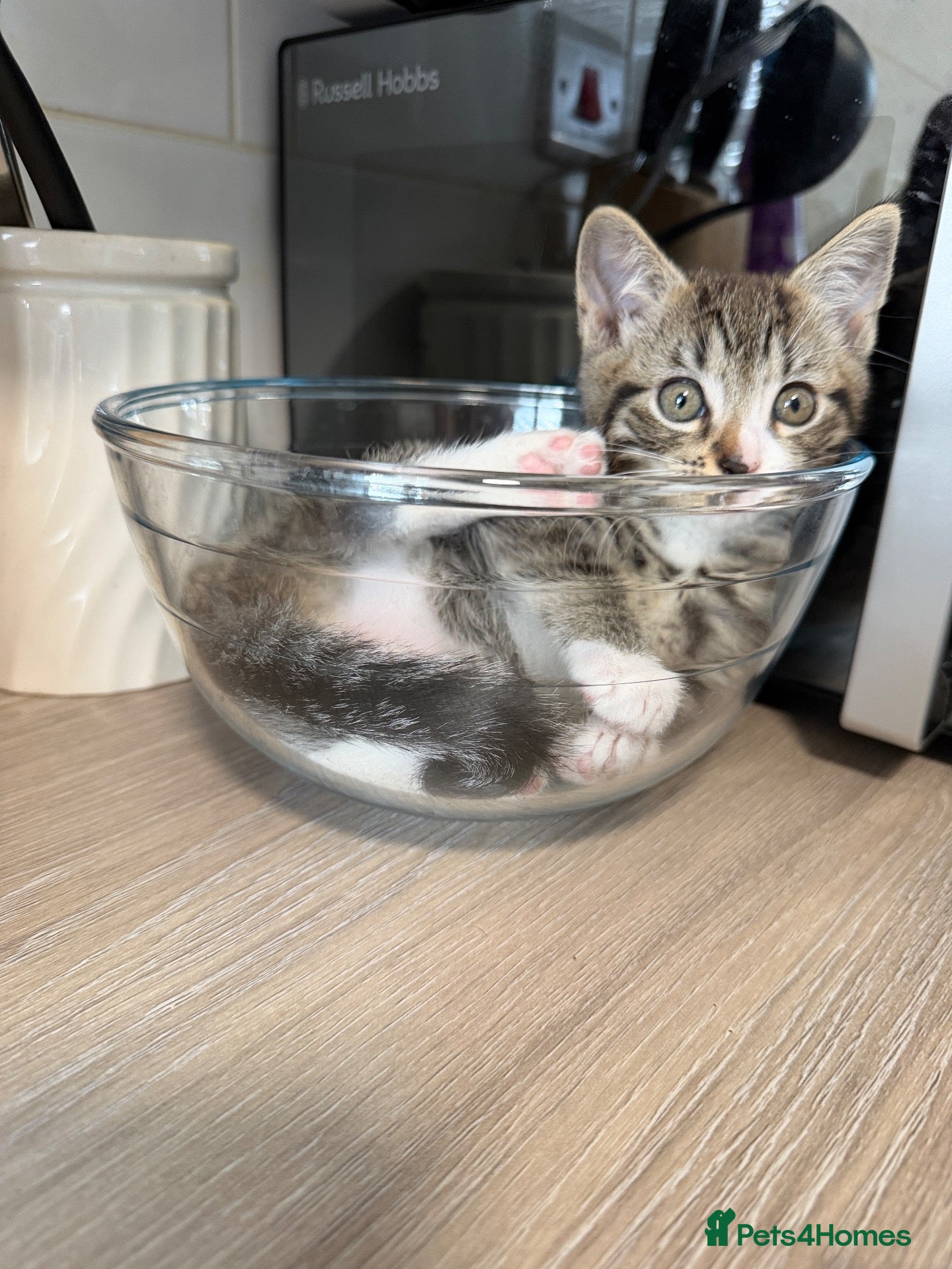 American Shorthair cats American ShortHair - Advert 1