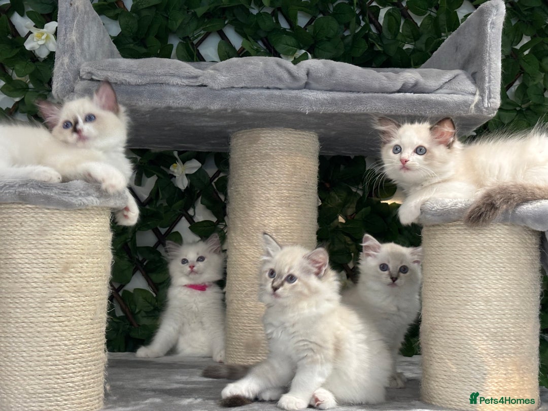 Ragdoll cats for sale: TICA, DNA tested, 5 gen pedigree  - Image 9