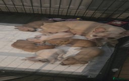 Mixed Breed dogs for sale: Frenchie x dachshund  - Image 4