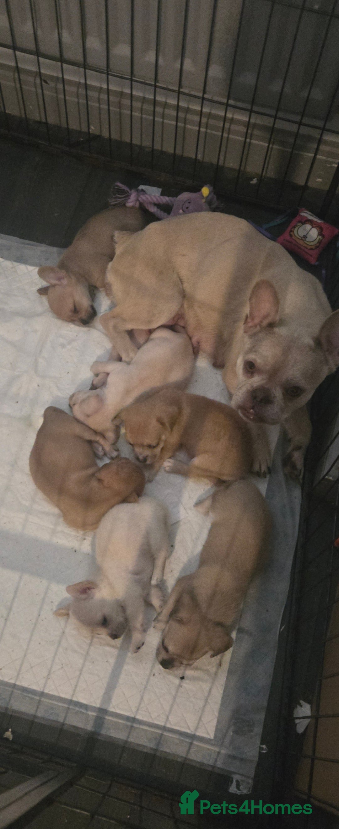 Mixed Breed dogs for sale: Frenchie x dachshund  - Image 4