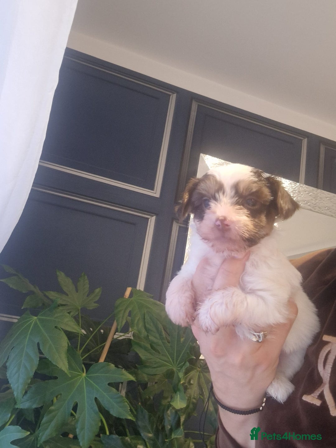 Yorkshire Terrier dogs for sale: Beautifull pedigree yorkshire terriers🐾🦮🐶 - Image 4