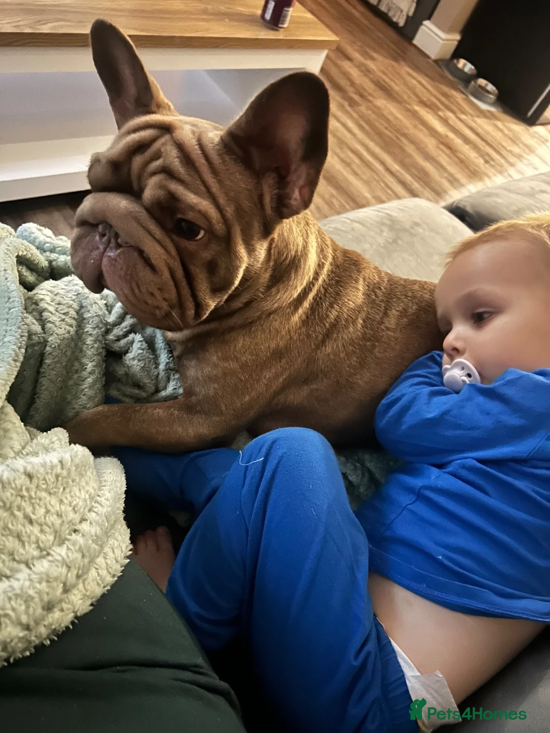 French Bulldog dogs for sale: French bulldog  - Advert 2