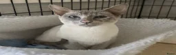 British Shorthair cats for sale: Beautiful British Shorthair & Siamese Kittens  - Advert 1