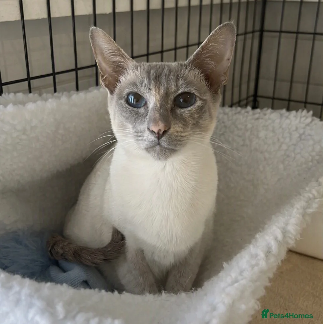 British Shorthair cats for sale: Beautiful British Shorthair & Siamese Kittens  - Advert 1