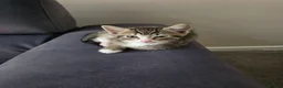 British Longhair cats for sale: 2 beautiful longhair kittens for sale - Advert 9