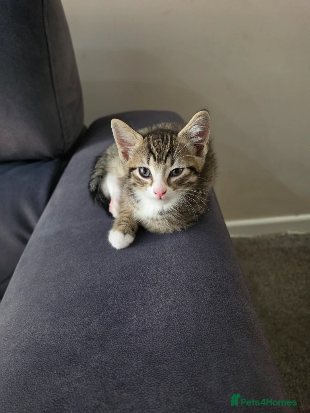 British Longhair cats for sale: 2 beautiful longhair kittens for sale - Advert 9