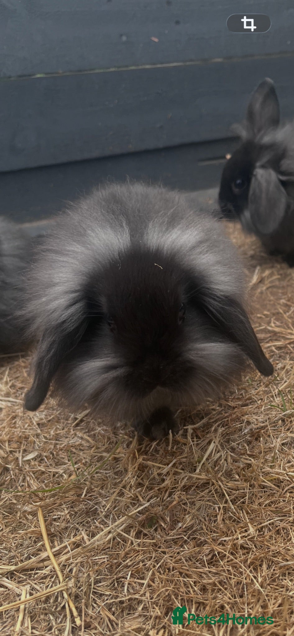 Mixed Breed rabbits Lionhead lop bunnies  - Advert 15