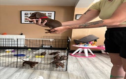 Miniature Dachshund dogs for sale: Miniature dachshund puppies  - Image 32