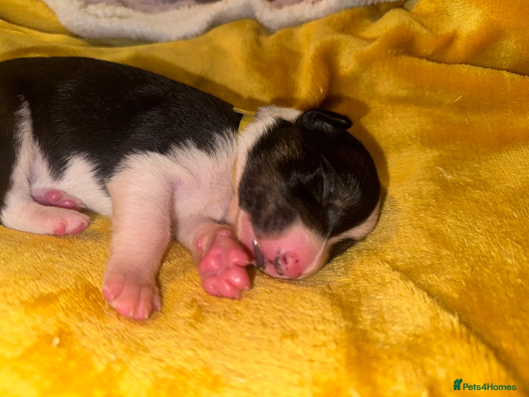 Border Collie dogs for sale: 7 beautiful border collie pups  - Advert 20