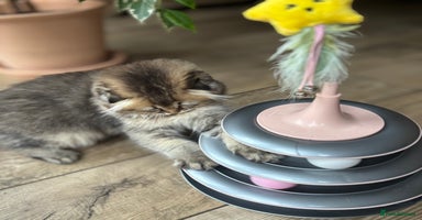 Scottish Fold cats - Advert 6