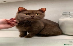 British Shorthair cats for sale: Champion BSH kittens - ready to reserve - Image 2