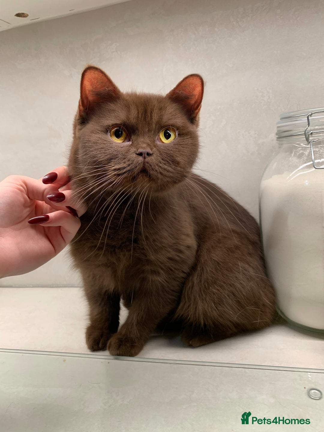 British Shorthair cats for sale: Champion BSH kittens - ready to reserve - Image 2