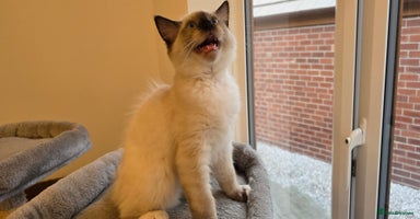 Ragdoll cats - Advert 14