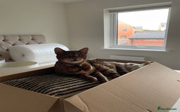 Bengal cats for sale: Beautiful Bonded Bengals - Advert 6