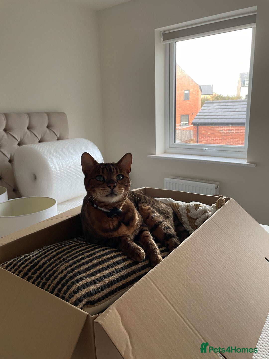 Bengal cats for sale: Beautiful Bonded Bengals - Advert 6