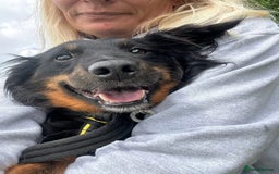 Mixed Breed dogs for adoption: Paige - Norwich Norfolk  - Image 1