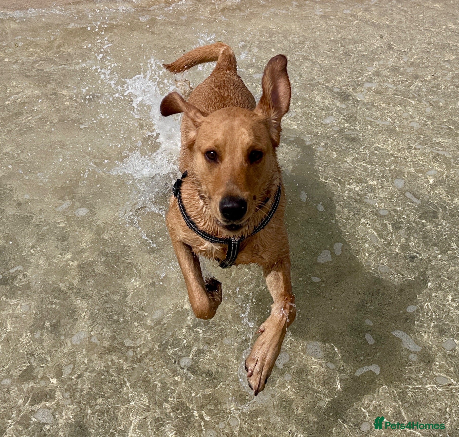 Mixed Breed dogs Rare fox red lab, cavachon mix Cavador type - Advert 2