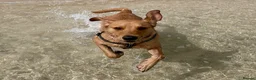 Mixed Breed dogs for sale: Rare fox red lab, cavachon mix Cavador type in Radstock - Advert 1