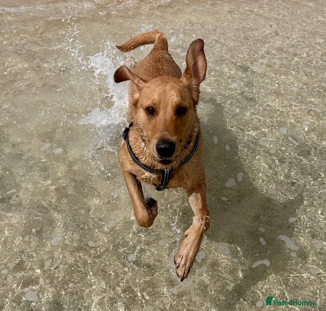 Mixed Breed dogs for sale: Rare fox red lab, cavachon mix Cavador type in Radstock - Advert 1