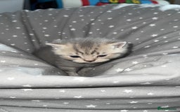 British Shorthair cats for sale: BSH KITTENS  - Image 16