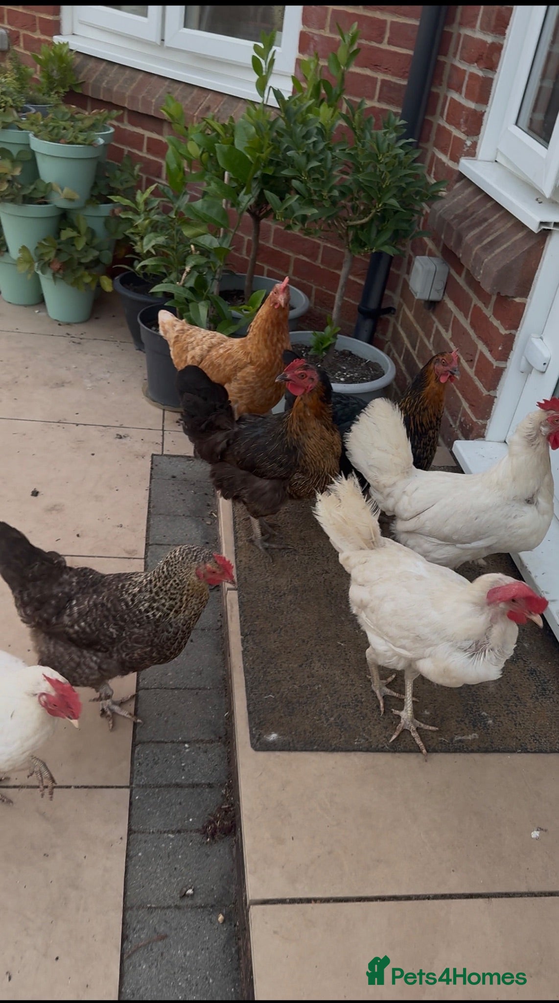 Chickens poultry Chickens for sale  - Advert 7