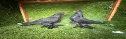 Pigeons birds for sale: Premium Breeding Pigeons Top Quality Pairs Availab - Advert 8