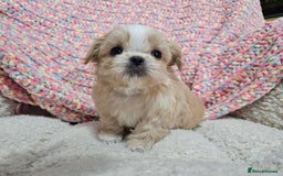 Shih Tzu dogs for sale: Quality Imperial Shih tzu babies - Advert 2