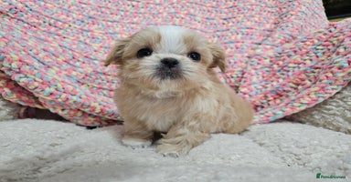 Shih Tzu dogs Quality Imperial Shih tzu babies - Advert 8