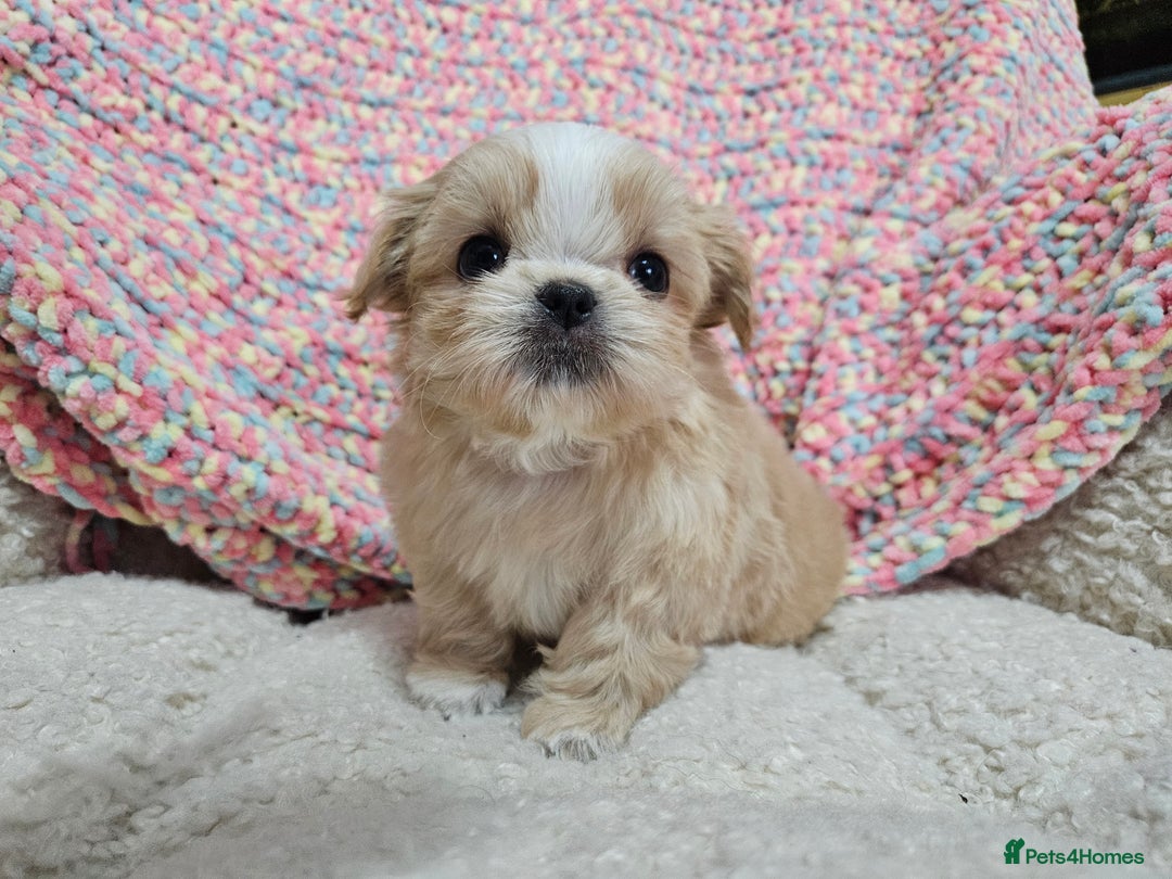 Shih Tzu dogs for sale: Quality Imperial Shih tzu babies - Advert 2