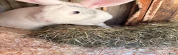 English Lop rabbits for sale: Male white British lop 1 year old.  - Advert 5