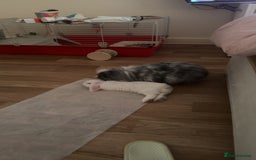 Mini Lion Lop rabbits for sale: Beautiful Bunny’s Sushi 5yrs & Marshmallow 3yrs - Advert 9