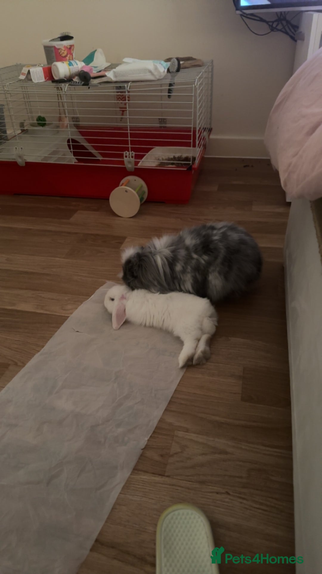 Mini Lion Lop rabbits for sale: Beautiful Bunny’s Sushi 5yrs & Marshmallow 3yrs - Advert 9