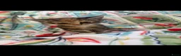 Mixed Breed cats for sale: Beautiful kittens  - Advert 5