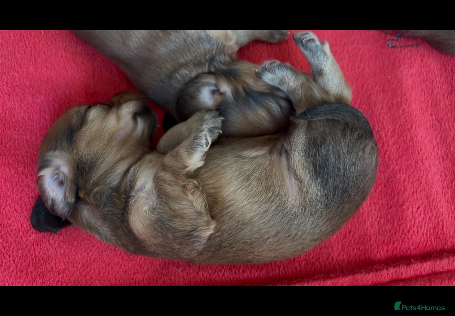 Miniature Dachshund dogs Beautiful Tiny shaded cream girls - Advert 2