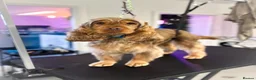 Cockapoo dogs for sale: Gorgeous cockapoos  *2 boys available* - Advert 9