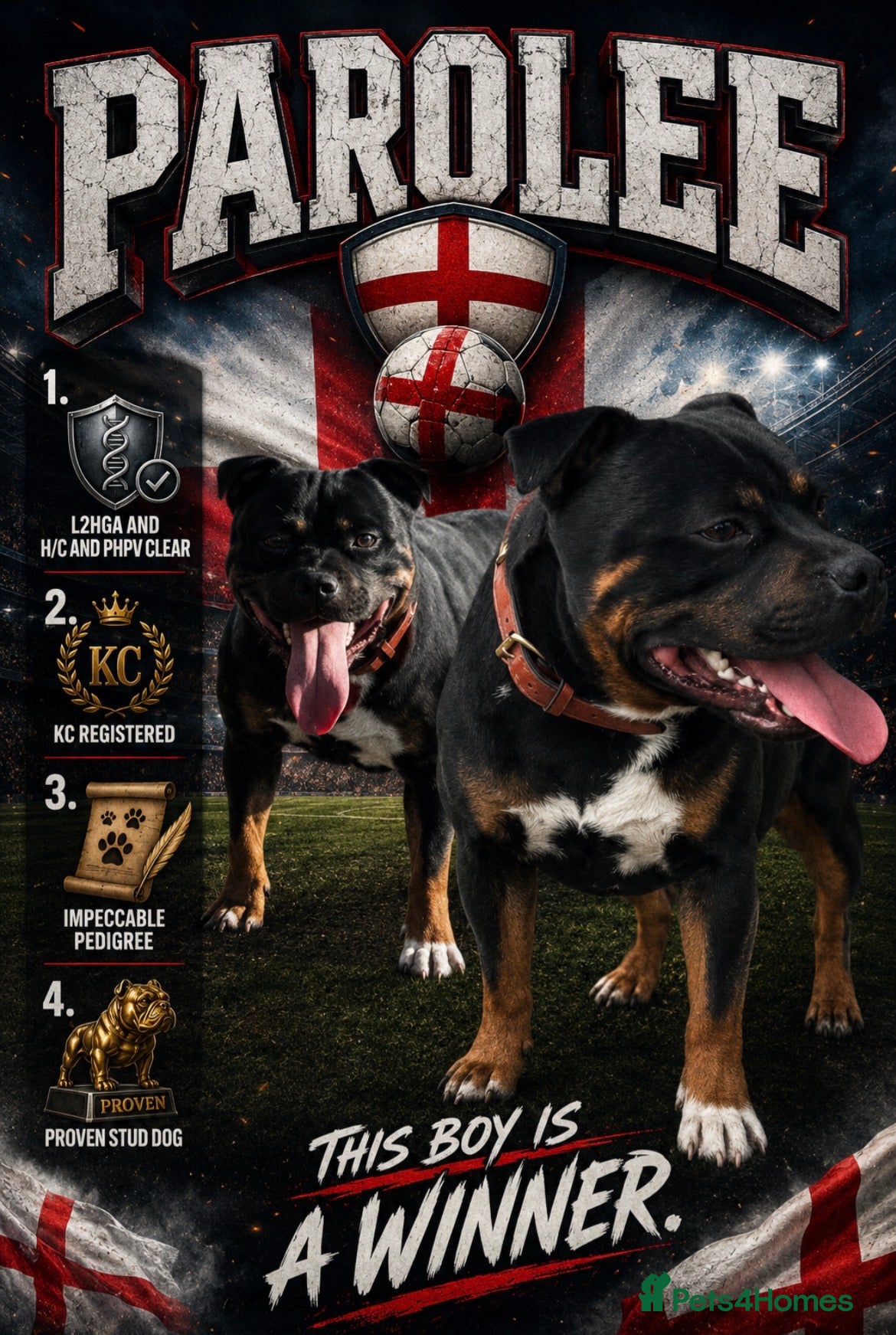 Staffordshire Bull Terrier dogs Top Quality Blues & Brindles – Health Tested - Advert 1