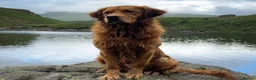 Golden Retriever dogs for sale: GOLDEN RETRIEVER PUPPIES FOR SALE in Crook - Advert 7