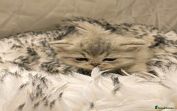 British Shorthair cats for sale: Blue, lilac, chocolate golden girls  - Advert 11