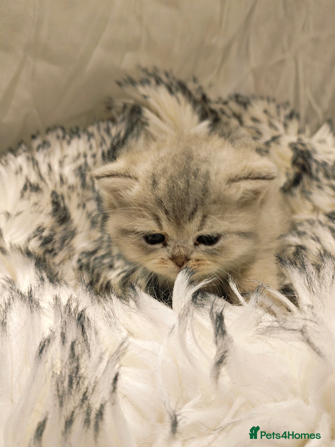 British Shorthair cats for sale: Blue, lilac, chocolate golden girls  - Advert 11