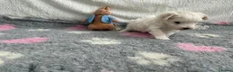 Maltese dogs for sale: 🤩 2 stunning Maltese 🤩 - Advert 5
