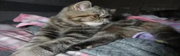Exotic cats for sale:  Beautiful Exotic female kittens Ready now - Advert 18