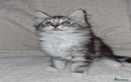 Maine Coon cats for sale: MAINE COONE KITTENS CHAMPION BLOODLINE - Image 1