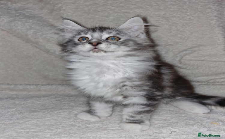 Maine Coon cats - Advert 16