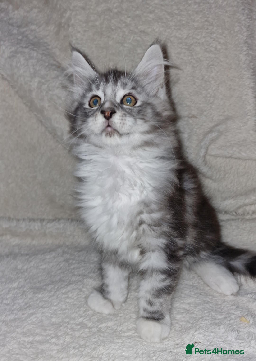 Maine Coon cats for sale: MAINE COONE KITTENS CHAMPION BLOODLINE - Image 1