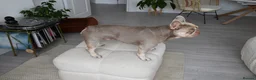 French Bulldog dogs for stud: KC Registered Isabella & Tan French Bulldog – Stud in Barking - Advert 4