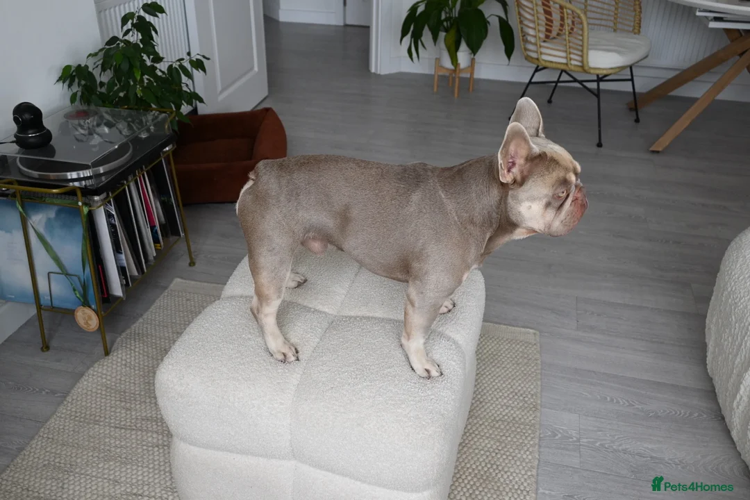 French Bulldog dogs for stud: KC Registered Isabella & Tan French Bulldog – Stud in Barking - Advert 4